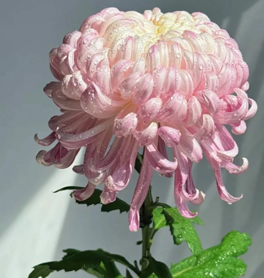 菊花花語粉色 菊花花語粉色