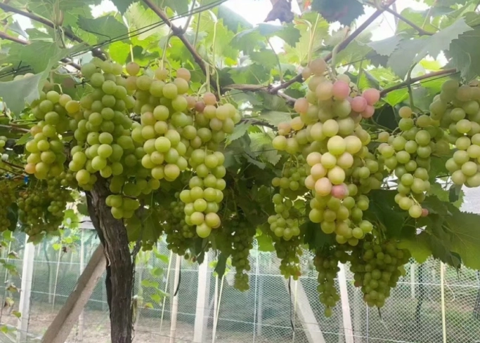 葡萄栽培環境