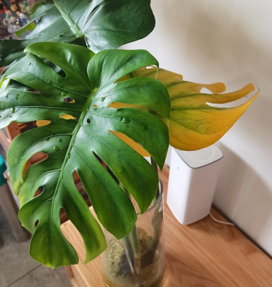 水培植物葉子變黃