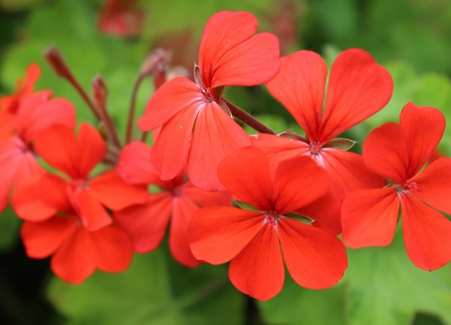 紅色花植物養護 紅色花植物養護
