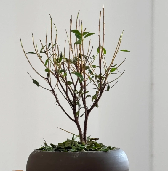 植物掉葉子原因