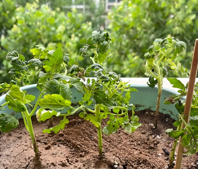 蕃茄施肥方法 蕃茄施肥方法