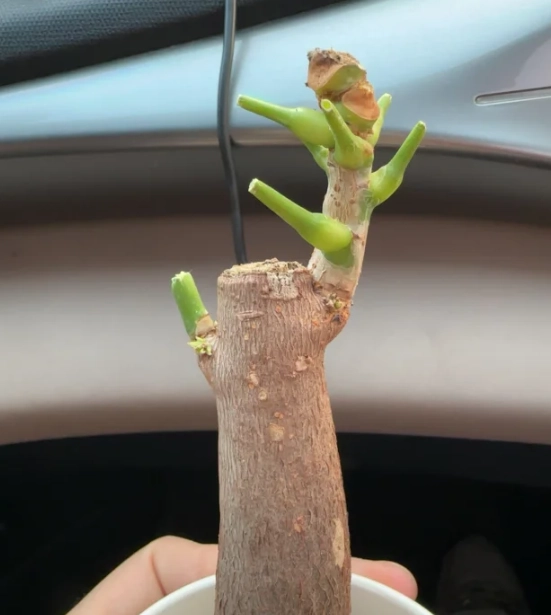 發財樹修剪時間