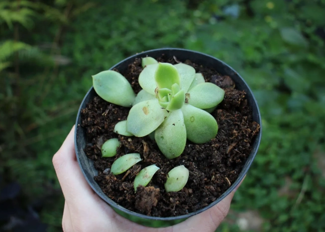 多肉植物养护