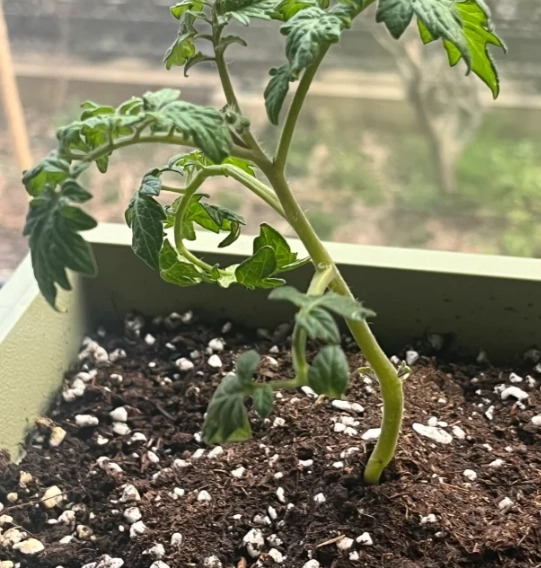 番茄施肥時間 番茄施肥時間