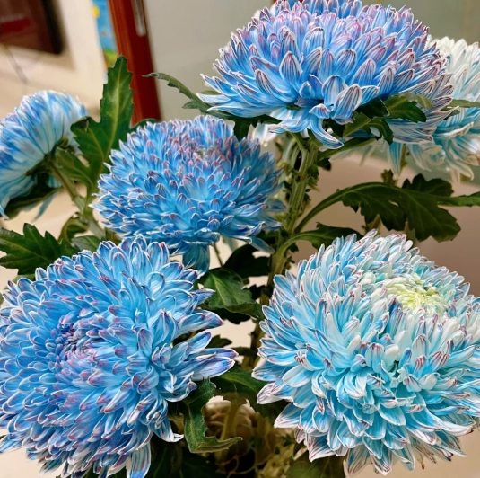 藍色菊花象征 藍色菊花象征