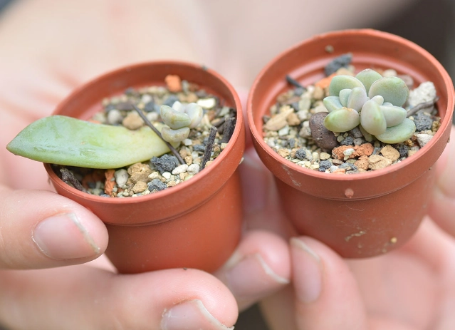 多肉植物繁殖