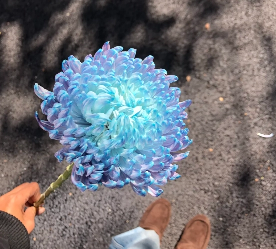 菊花花語藍色 菊花花語藍色