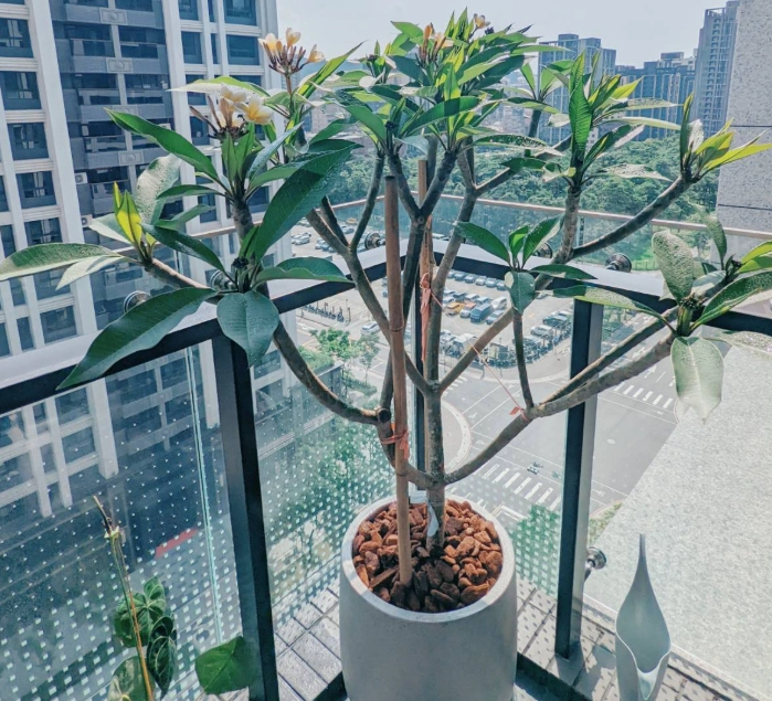 大型植物養護方法