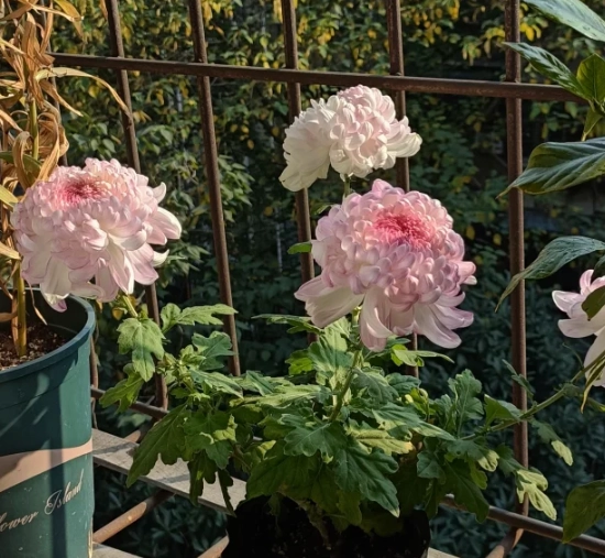 粉色菊花象征 粉色菊花象征