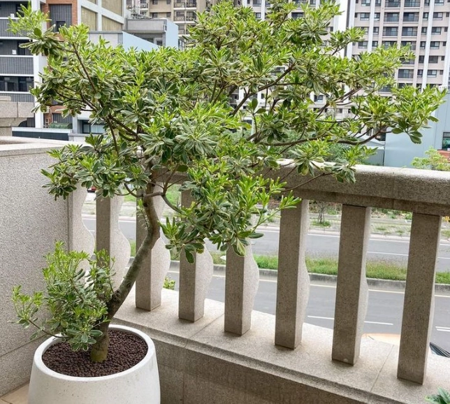 戶外大型植物推薦