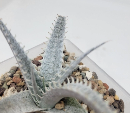 沙漠鳳梨病虫害防治 沙漠鳳梨病虫害防治