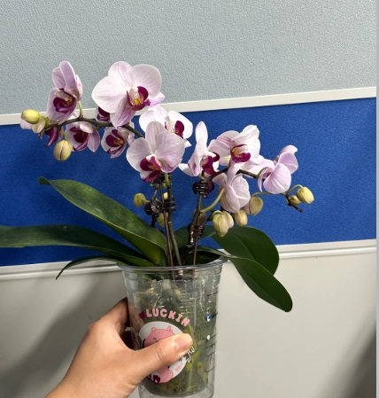 小型蘭花養護 小型蘭花養護