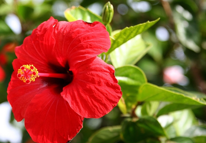 可食用紅色花卉