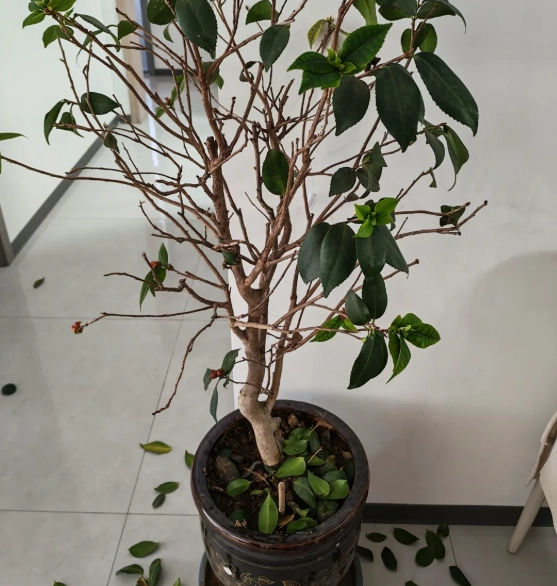 掉葉子處理方法