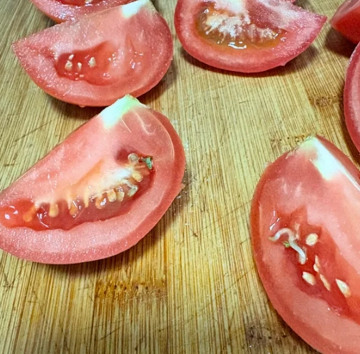 番茄發芽食用安全