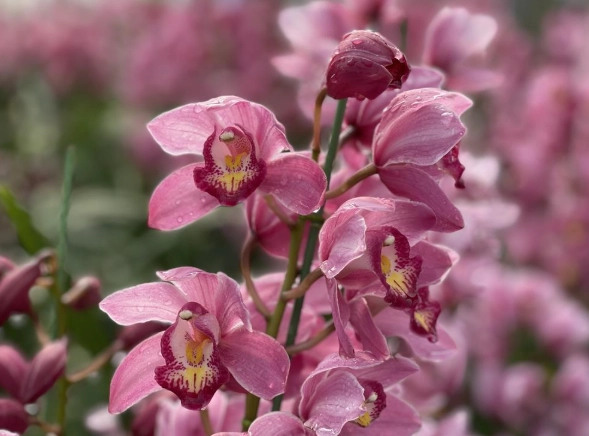 虎尾蘭開花條件