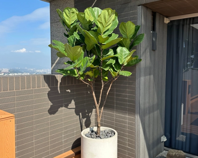 戶外大型植物推薦