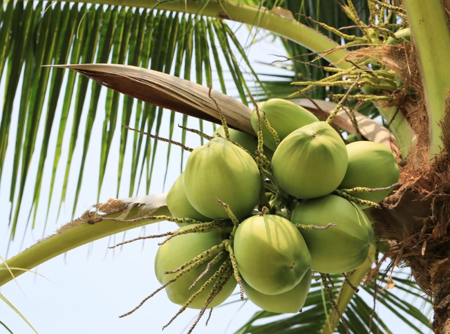 椰樹是主根嗎