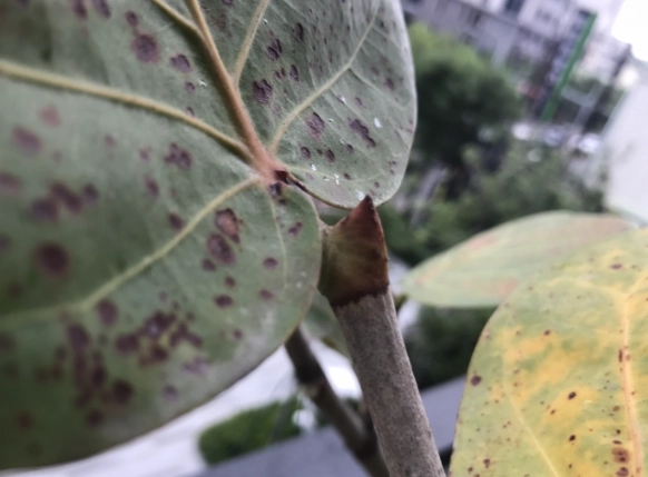 海葡萄病害防治