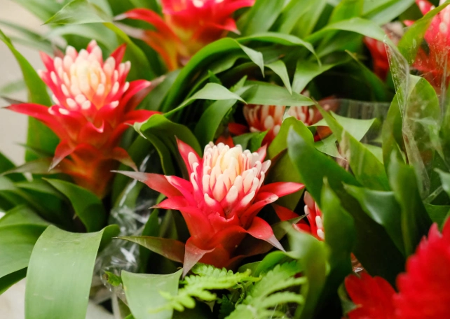 觀賞鳳梨種植方法