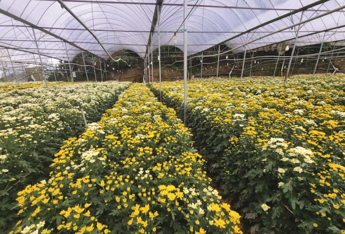 菊花栽培技巧 菊花栽培技巧