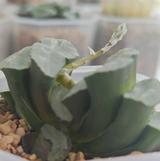 玉扇開花條件 玉扇開花條件