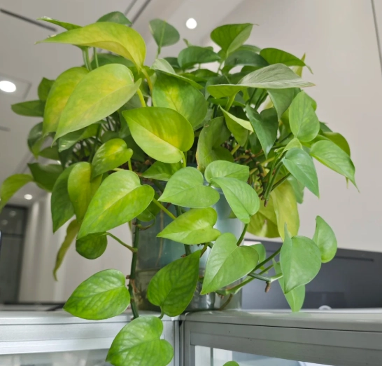 葉子不夠綠原因