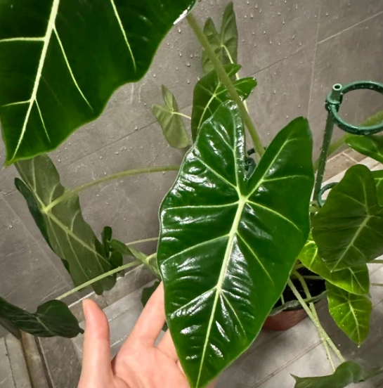 植物葉子養護