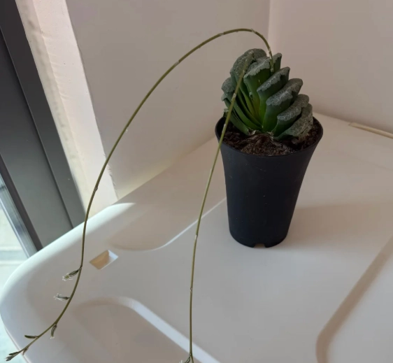 玉扇養護方法 玉扇養護方法