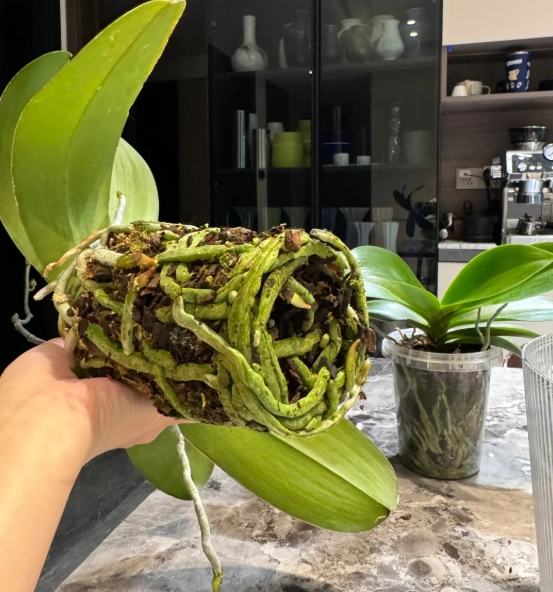 蘭花換盆時機 蘭花換盆時機