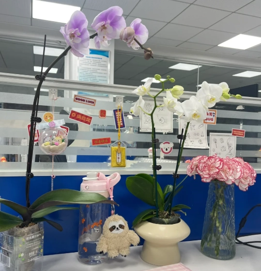 迷你蝴蝶蘭 迷你蝴蝶蘭