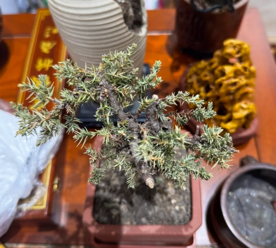 真柏葉子變黃原因