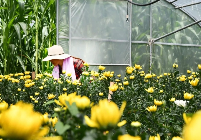 菊花病蟲害防治 菊花病蟲害防治