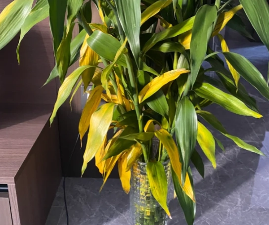 富貴竹變黃