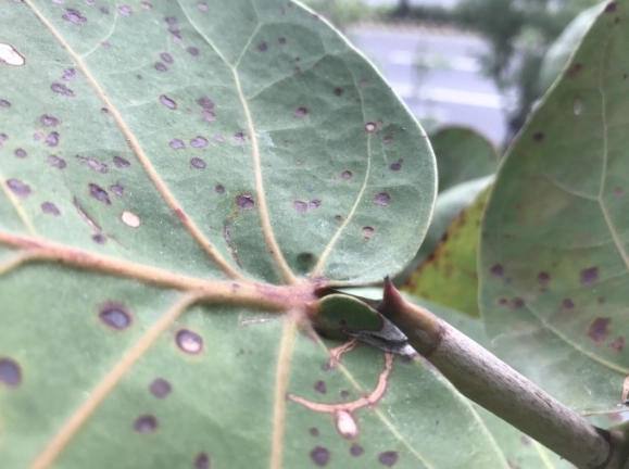 海葡萄病害防治