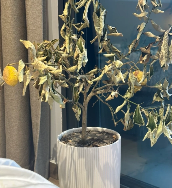 植物照顧常見問題