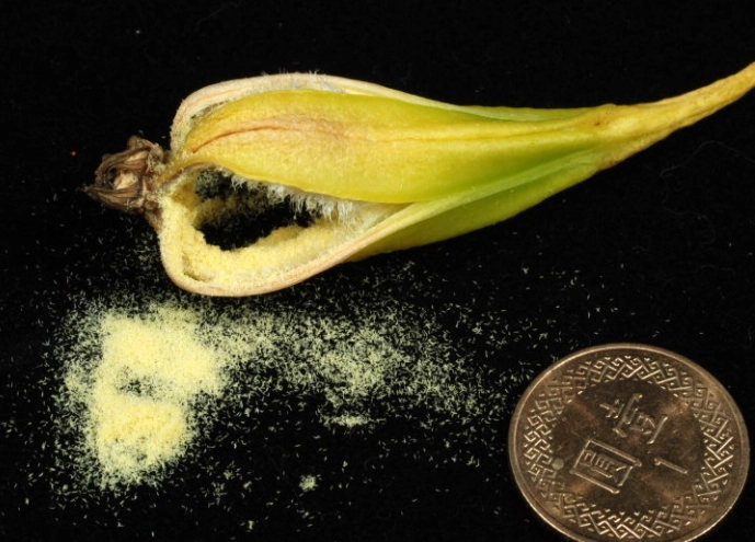 蝴蝶蘭組織培養