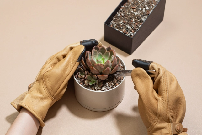 多肉植物換盆時機