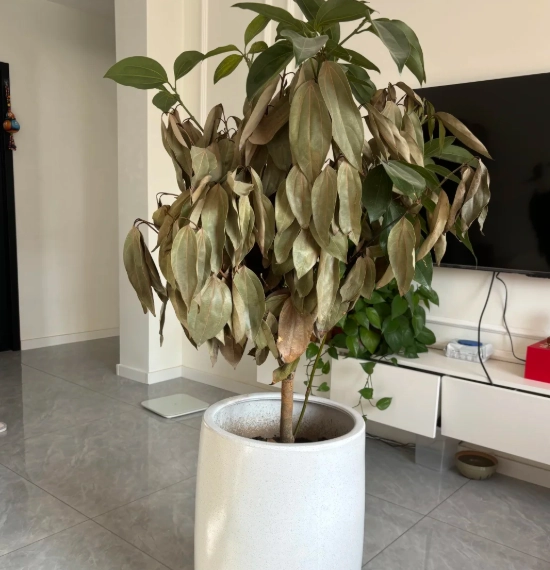 植物枯黃怎麼辦