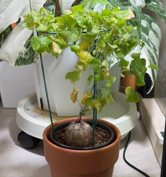 塊根植物黃葉處理