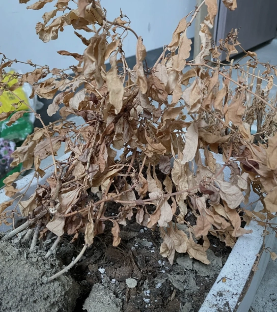 樹木枯萎解決方法