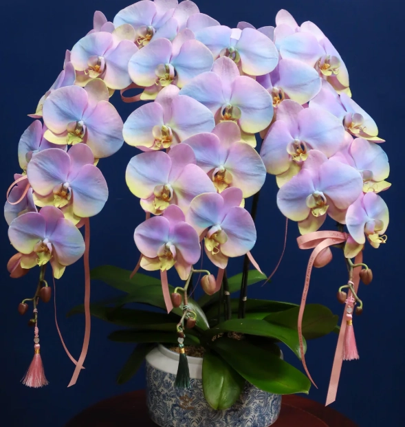 蝴蝶蘭品種介紹