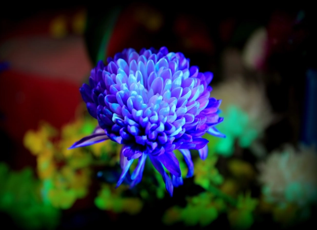 藍色菊花象征 藍色菊花象征