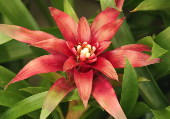 觀賞鳳梨種植方法