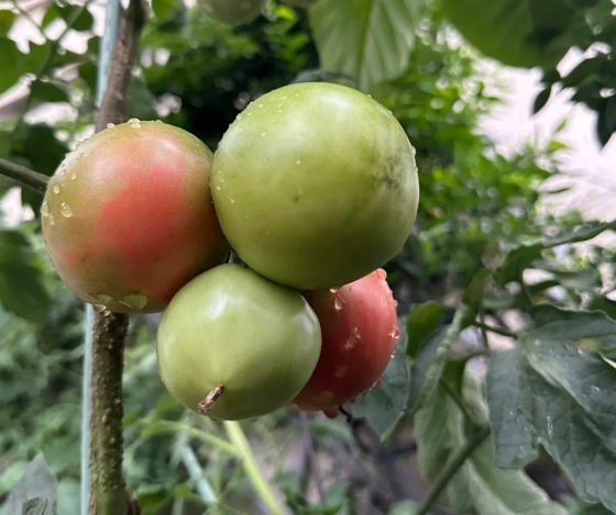 番茄授粉技巧 番茄授粉技巧
