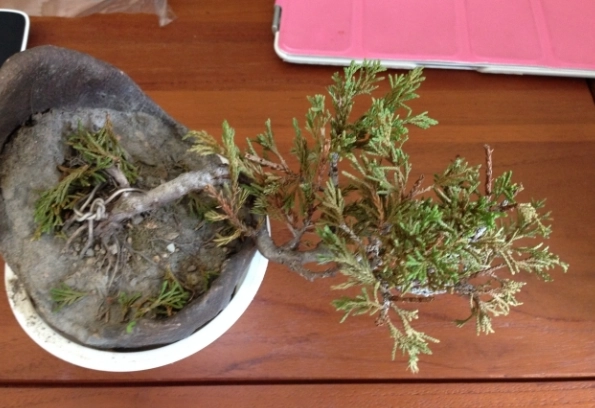 系魚川真柏養護