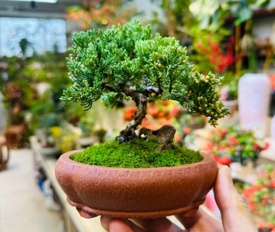 珍珠柏修剪技巧