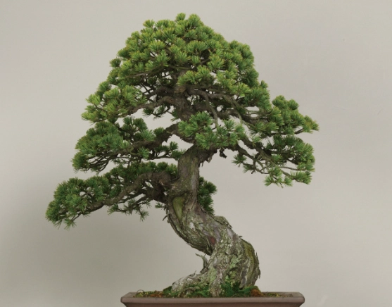 松柏盆栽養護方法