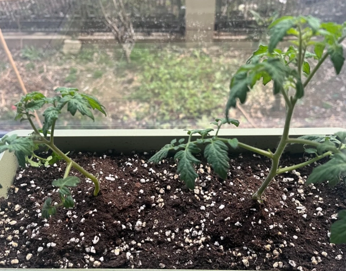 有機蕃茄施肥 有機蕃茄施肥